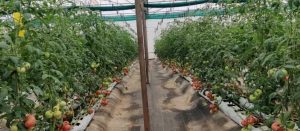 Best Coco Coir Grow bags Supplier In India (1)