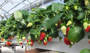 Best Coco Coir Grow bags Supplier In India (3)