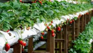 Best Coco Coir Grow bags Supplier In India (5)