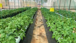 Best Coco Coir Grow bags Supplier In India (6)